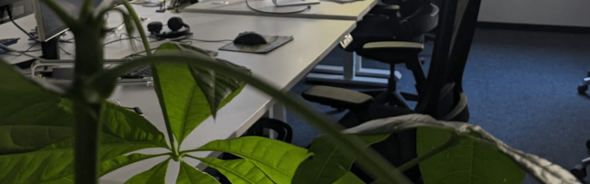 Banner vom Qytera Office mit Pflanze